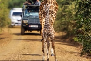 Nairobi: Nairobi National Park 5-hour Guided Game Drive
