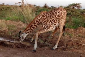 Nairobi: Nairobi National Park 5-hour Guided Game Drive