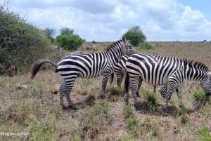 Nairobi: Nairobi National Park 5-hour Guided Game Drive