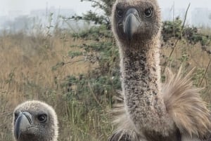 Nairobi: Nairobi National Park 5-hour Guided Game Drive
