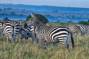 Nairobi: Nairobi National Park 5-hour Guided Game Drive