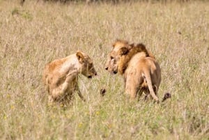 Nairobi: Nairobi National Park 5-hour Guided Game Drive