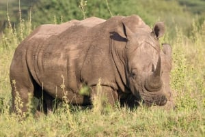 Nairobi: Nairobi National Park 5-hour Guided Game Drive