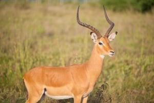 Nairobi: Nairobi National Park 5-hour Guided Game Drive