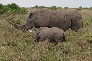 Nairobi: Nairobi-Nationalpark: 5-stündige geführte Pirschfahrt mit Guide