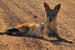 Nairobi: Nairobi-Nationalpark: 5-stündige geführte Pirschfahrt mit Guide