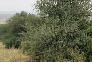 Nairobi: Nairobi-Nationalpark: 5-stündige geführte Pirschfahrt mit Guide