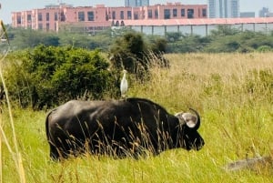 Nairobi: Nairobi-Nationalpark: 5-stündige geführte Pirschfahrt mit Guide