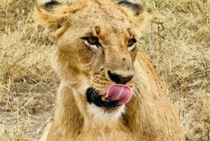 Nairobi: Nairobi-Nationalpark: 5-stündige geführte Pirschfahrt mit Guide