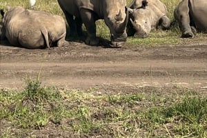 Nairobi: Nairobi-Nationalpark: 5-stündige geführte Pirschfahrt mit Guide