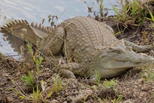 Nairobi National Park 6 uur 's ochtends groepsafspraak voor safari.