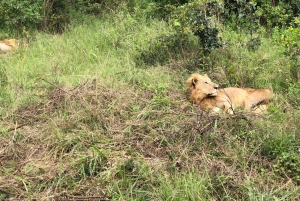 Nairobi National Park 6 uur 's ochtends groepsafspraak voor safari.