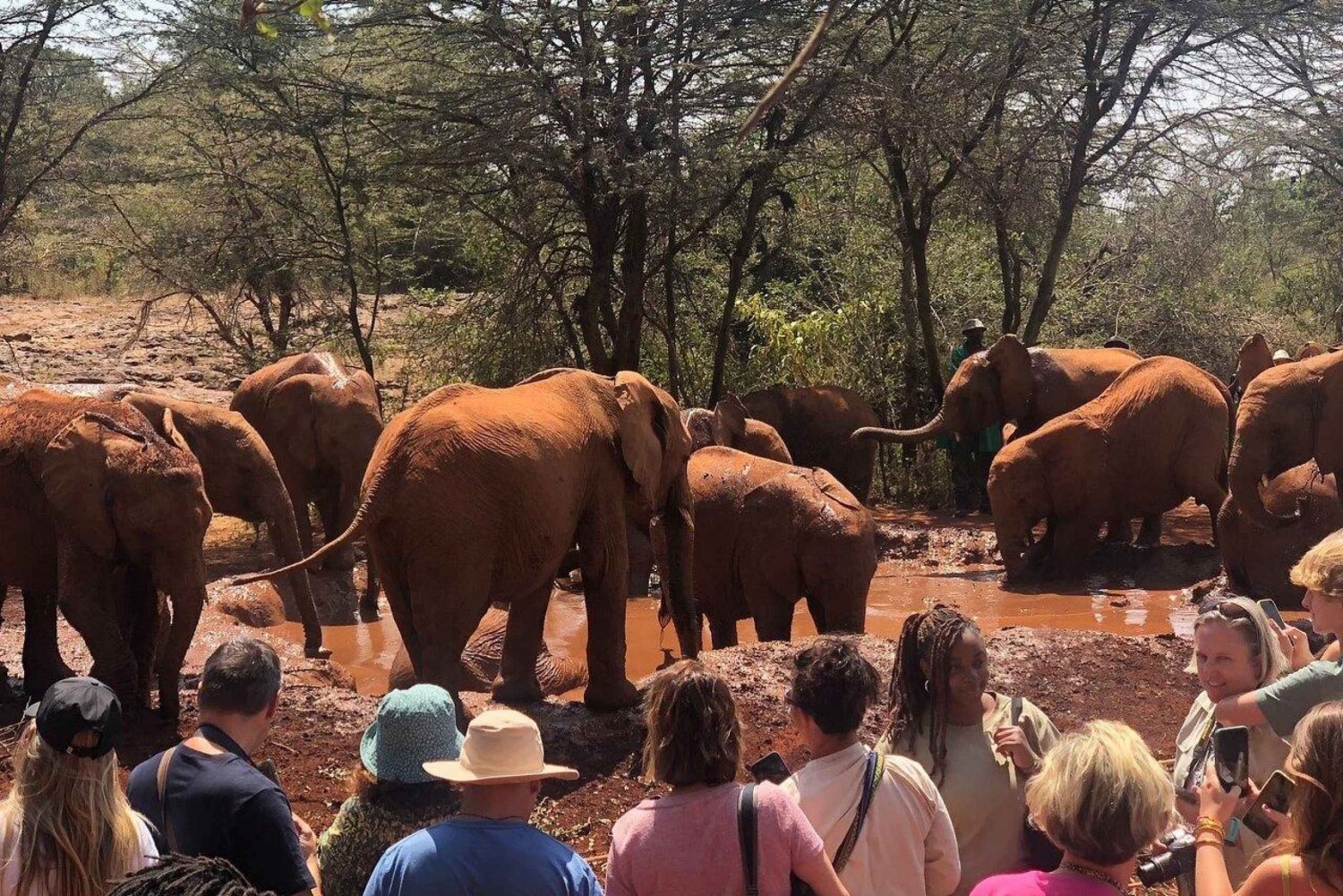 Nairóbi: Excursão ao Parque Nacional de Nairóbi e Orfanato de Elefantes