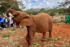 Nairobi: Nairobi National Park and Elephant Orphanage Tour
