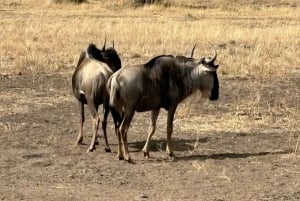 ナイロビ：ナイロビ国立公園と象の孤児院ツアー