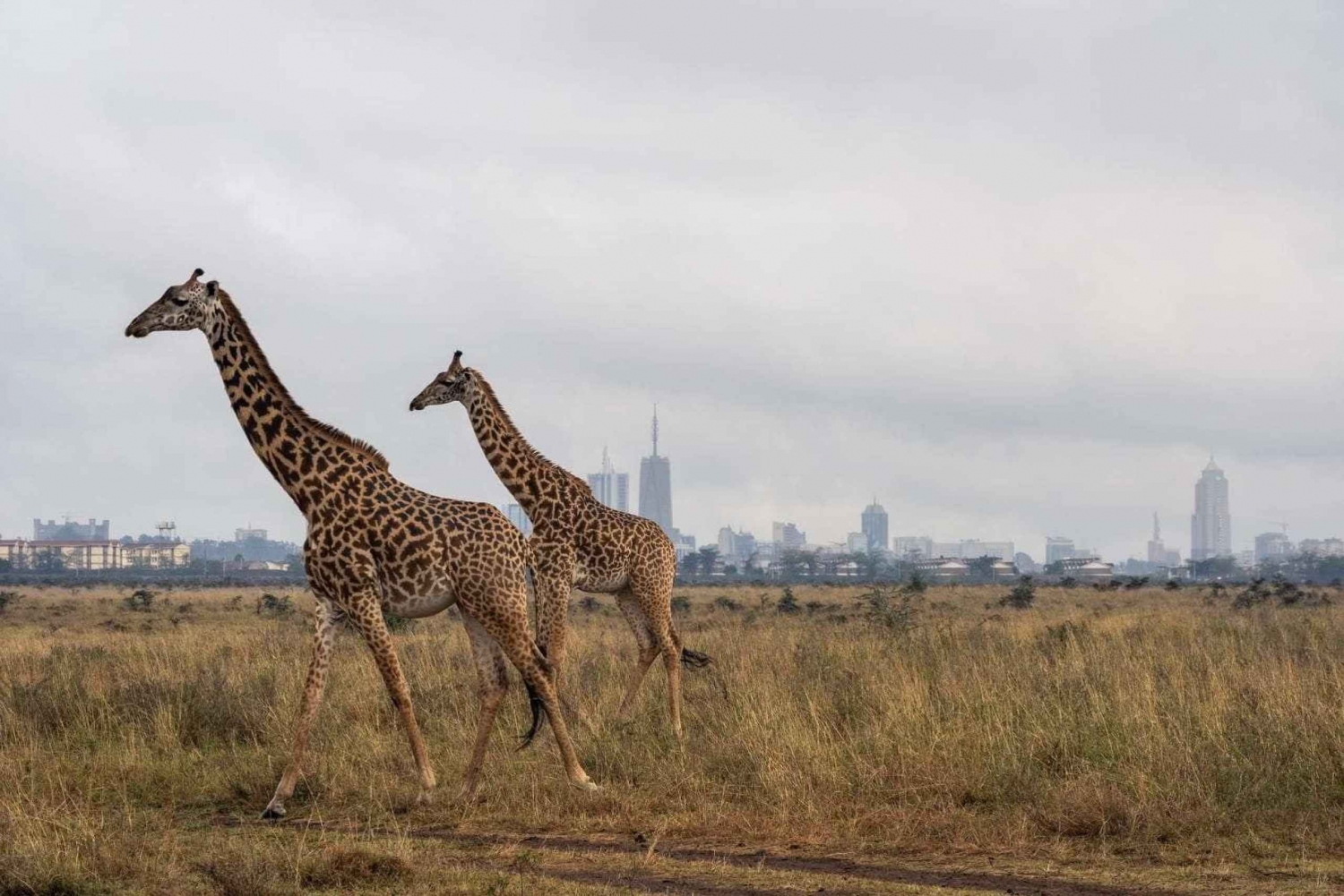 Nairobi;Nationaal Park Nairobi, Centrum voor babyolifanten en giraffen