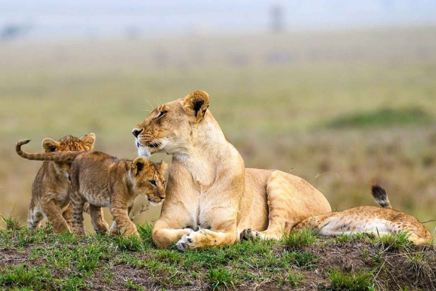 ナイロビ;ナイロビ国立公園、赤ちゃんゾウとキリン センター