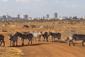 Nairobi;Nairobi National Park, Baby Elephant& Giraffe Center