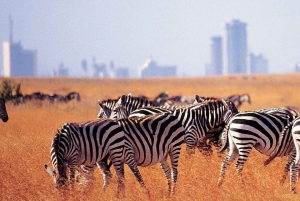 Nairobi;Nairobi National Park, Baby Elephant& Giraffe Center