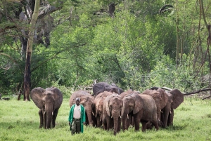Nairobi;Nairobi National Park, Baby Elephant& Giraffe Center