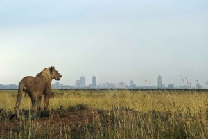 Nairobi;Nairobi National Park, Baby Elephant& Giraffe Center