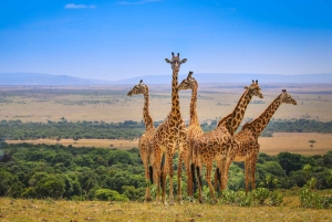 Nairobi;Nairobi National Park, Baby Elephant& Giraffe Center