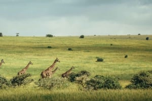 Nairobi;Nairobi National Park, Baby Elephant& Giraffe Center
