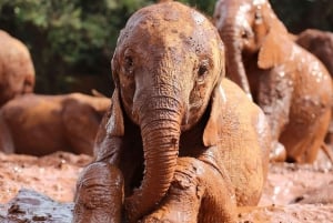 Nairobi;Nairobi National Park, Baby Elephant& Giraffe Center