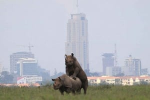 Nairobi;Nairobi National Park, Baby Elephant& Giraffe Center