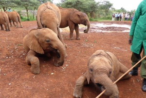 Nairobi;Nairobi National Park, Baby Elephant& Giraffe Center