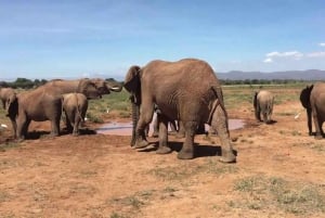 Nairobi: Nairobi National park,Baby elephant &Giraffe center