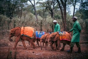 Nairobi: Nairobi National park,Baby elephant &Giraffe center