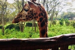 Nairobi: Nairobi National park,Baby elephant &Giraffe center