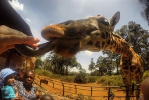 Nairobi: Nairobi National park,Baby elephant &Giraffe center