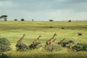 Nairobi;Nairobi National Park, Baby Elephant& Giraffe Center
