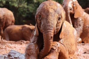 Nairobi;Nairobi National Park, Baby Elephant& Giraffe Center