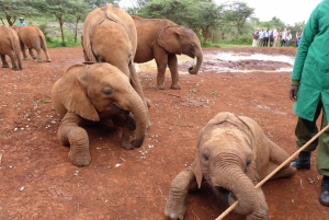 Nairobi;Nairobi National Park, Baby Elephant& Giraffe Center