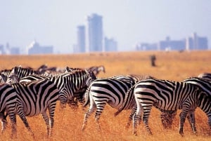 Nairobi;Nairobi National Park, Baby Elephant& Giraffe Center