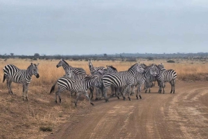 Nairobi;Nairobi National Park, Baby Elephant& Giraffe Center