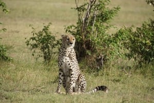Nairobi;Nairobi National Park, Baby Elephant& Giraffe Center