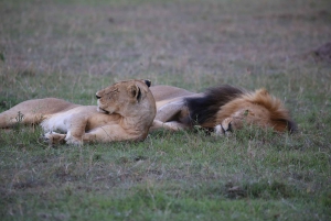 Nairobi: Nairobi National park,Baby elephant &Giraffe center