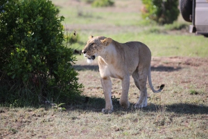 Nairobi: Nairobi National park,Baby elephant &Giraffe center
