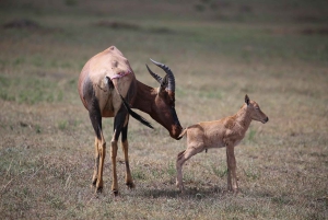 Nairobi: Nairobi National park,Baby elephant &Giraffe center