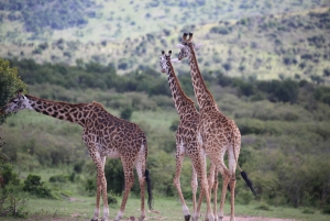Nairobi: Nairobi National park,Baby elephant &Giraffe center