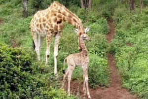 Nairobi: Nairobi National park,Baby elephant &Giraffe center