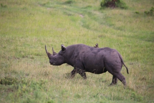 Nairobi: Nairobi National park,Baby elephant &Giraffe center