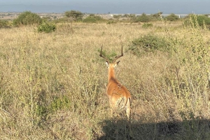 Nairobi: Nairobi National park,Baby elephant &Giraffe center