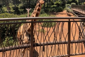 Nairobi: Nairobi National park,Baby elephant &Giraffe center