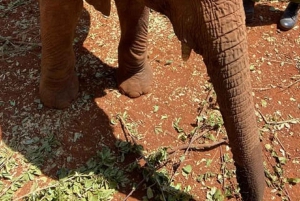 Nairobi: Nairobi National park,Baby elephant &Giraffe center
