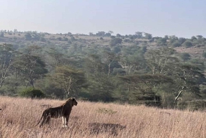 Nairobi: Nairobi National park,Baby elephant &Giraffe center